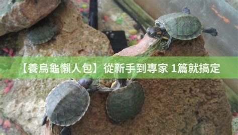 烏龜能吃嗎|【養烏龜懶人包】：從新手到專家，1篇就搞定